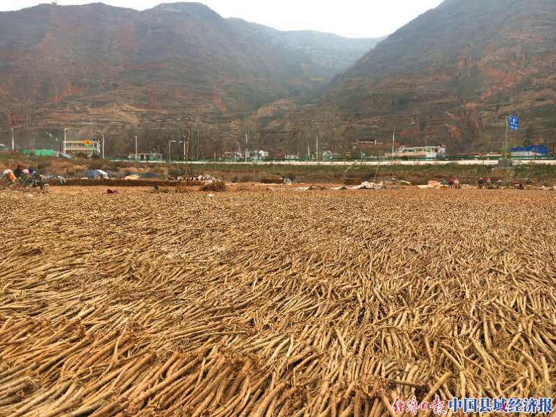 甘肃武都区道地中药材产业助农增收