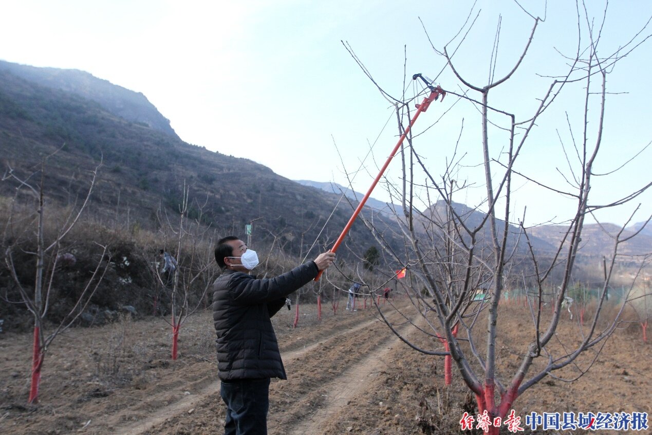 连日来,徽县麻沿河镇胡广村大樱桃种植基地里,群众正在修剪枝丫.