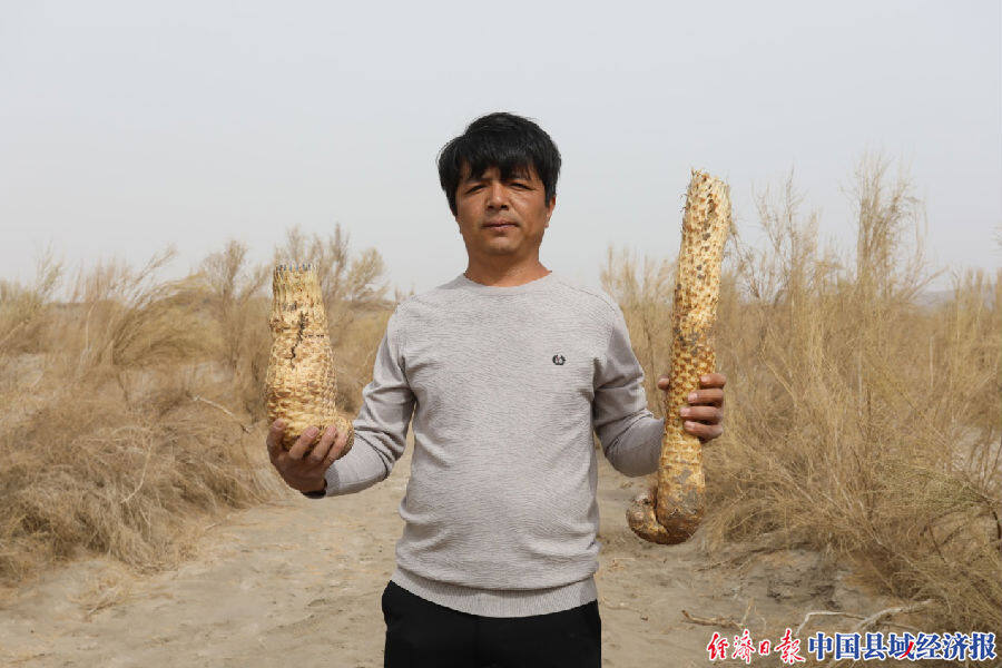 还把已经种植两年多的梭梭林给了我,还免费给我送了30多公斤大芸种子