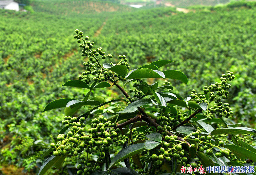 "江津现有椒农28万户62万人,基地种植企业近1100余家,保鲜花椒和花椒