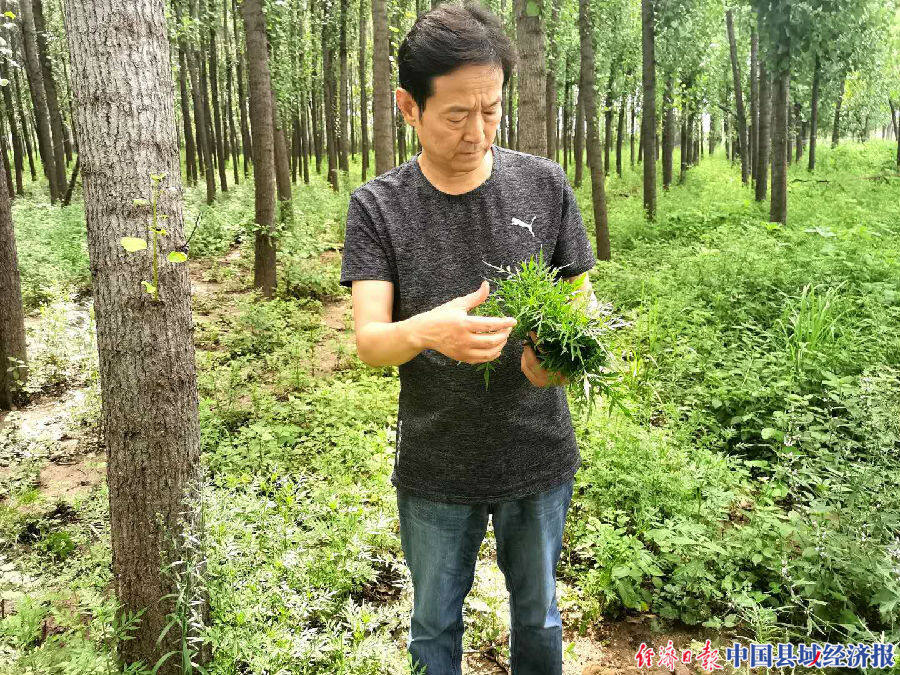买志远和他的"中草药饺子"
