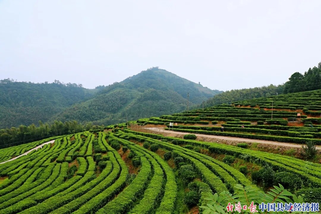 科技有限公司为推动安化黑茶产业兴盛发展而精心打造的有机生态茶园