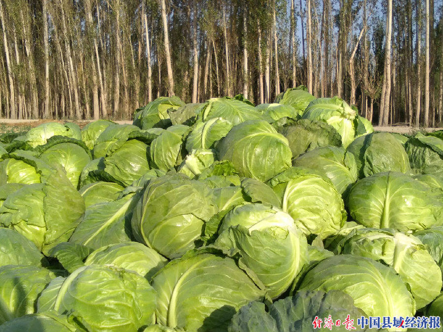 新疆和静县:莲花白种出好生活