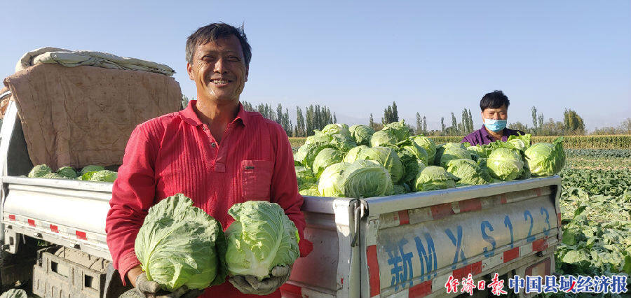 新疆和静县:莲花白种出好生活