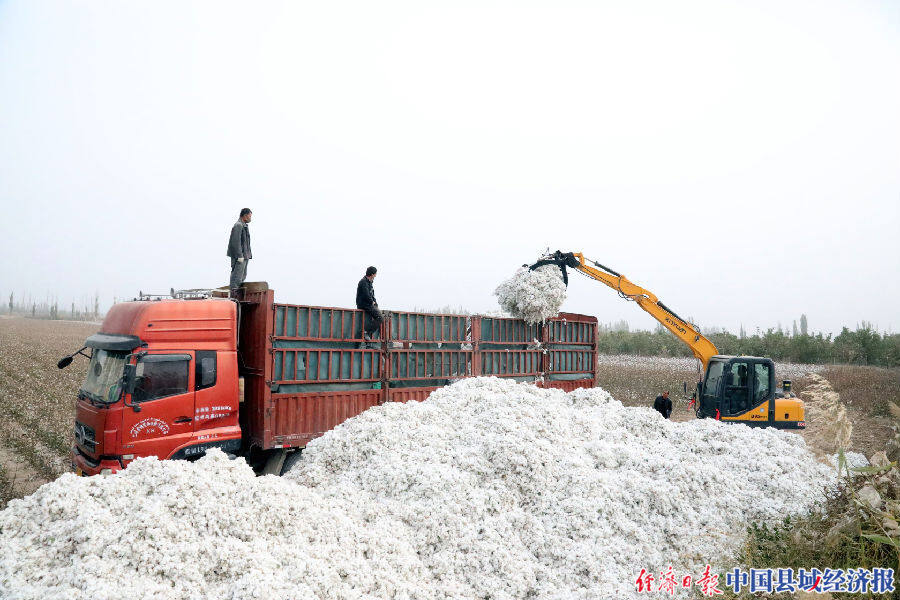 新疆阿瓦提县:棉花采收忙|中国县域经济报