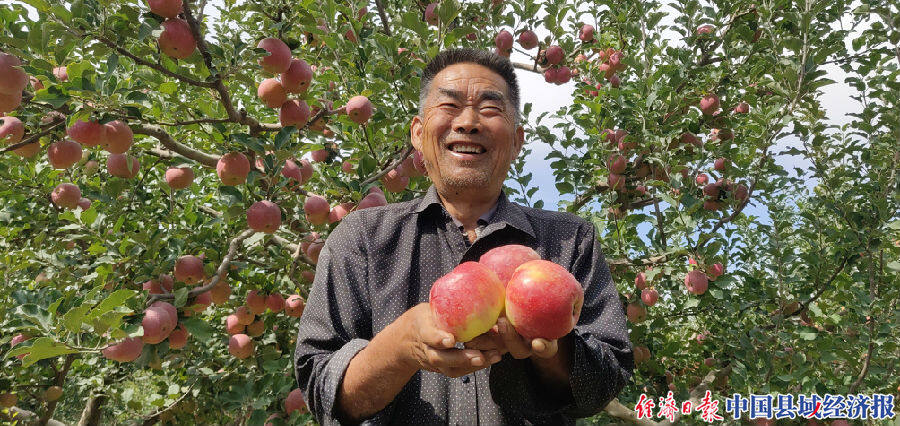 新疆和静苹果树结出致富果