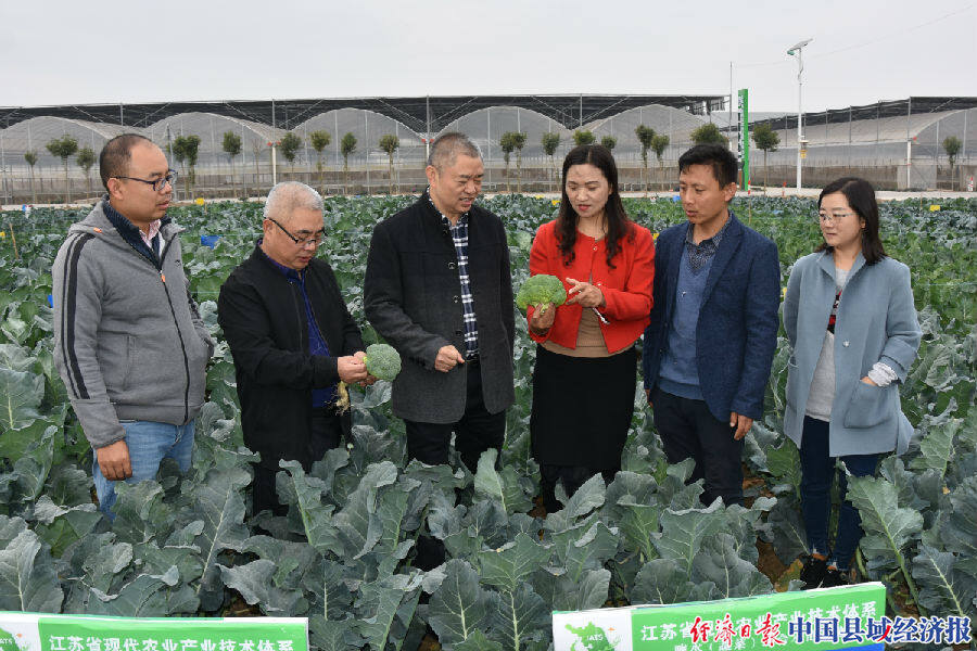 全国百位西兰花专家走进江苏响水出谋划策|中国县域经济报