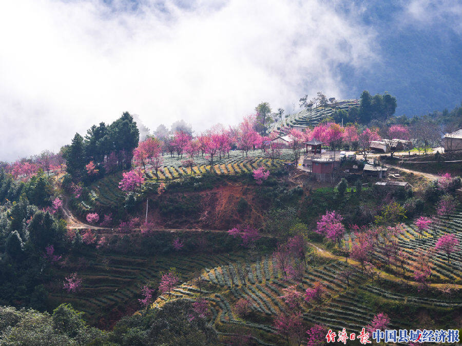 美丽的南涧无量山樱花谷.