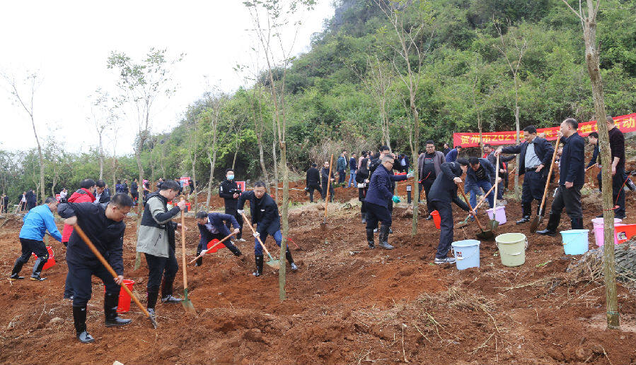 日,贺州市干部职工在贺州大钟山公园和当地群众一起,开展植树造林活动