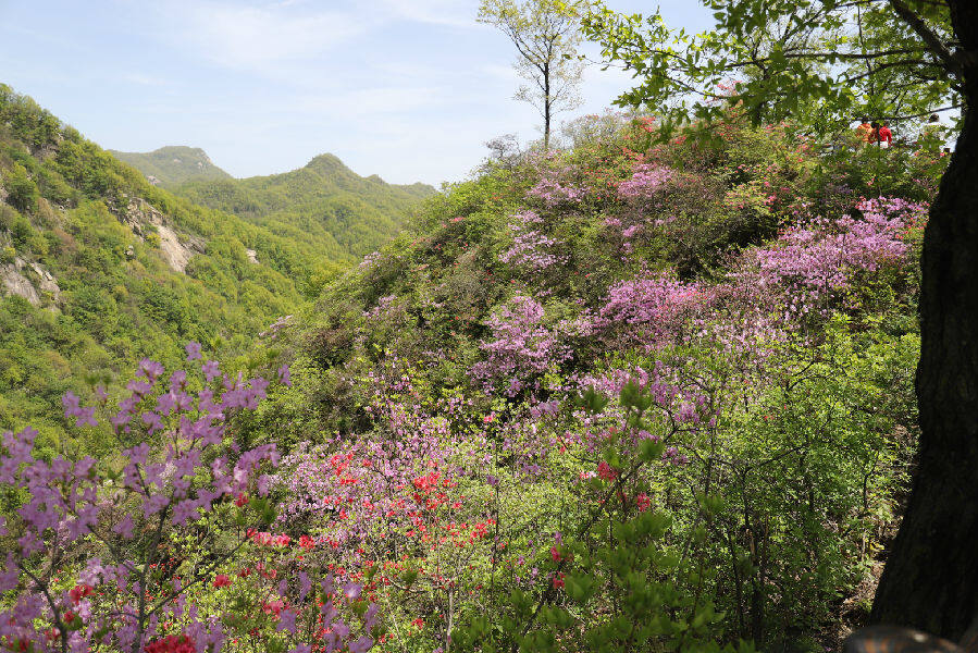 大美杜鹃花绚烂河南鲁山"五一"小长假|中国县域经济报