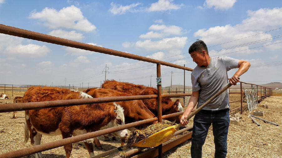 内蒙古扎鲁特旗:发展现代畜牧业促"绿富"双赢|中国县域经济报