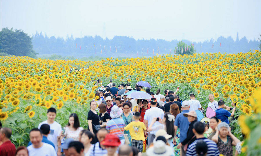 成都温江区寿安镇第二届汪家湾花海节盛大开幕中国县域经济报