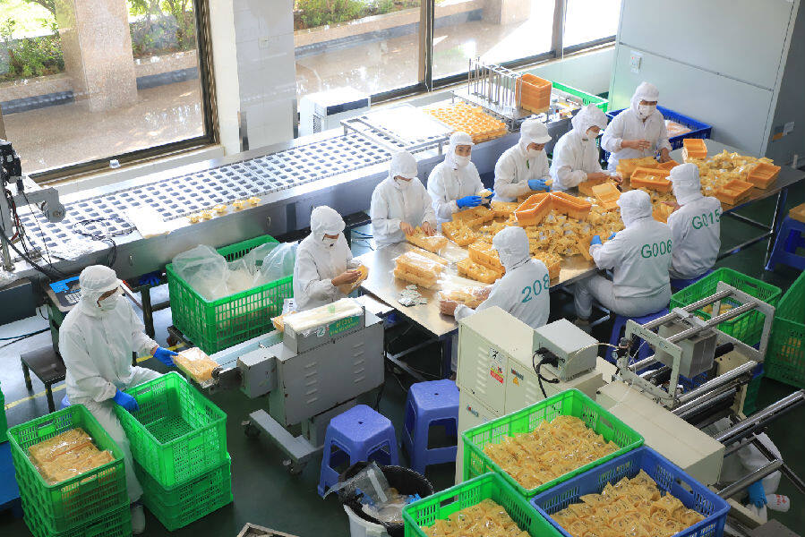 漳州天福茶业有限公司的食品厂里,工人正在忙着制饼.(李顺杰 摄)