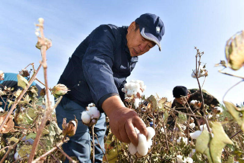 自治区联社驻泽普县奎依巴格乡奎依巴格村工作队队员帮助农民采摘棉花