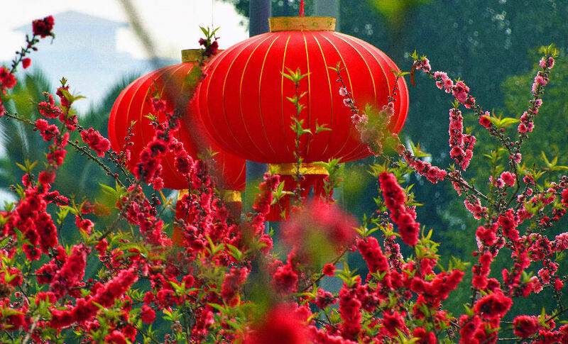 云南弥勒千树万枝灯笼挂吉星高照过大年