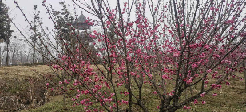 官亭林海梅花盛开(张宏洁 摄)