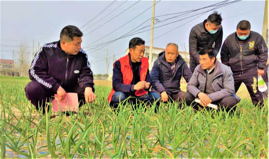 王集镇高级农艺师李兆虎小麦地里传技术(顾士刚 摄)