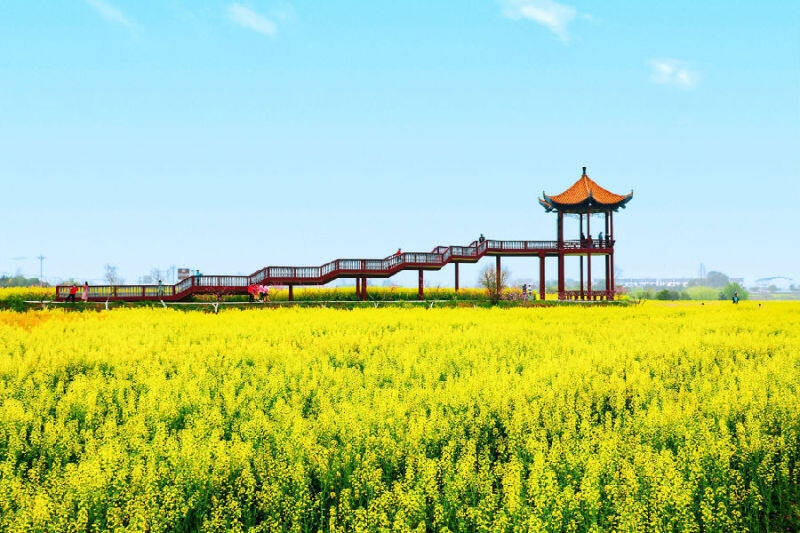 荆门·沙洋第十四届油菜花旅游节今日开幕_县域经济网