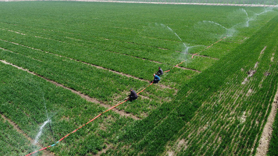 青岛即墨区水肥一体化喷灌新技术助力春管确保小麦增产丰收