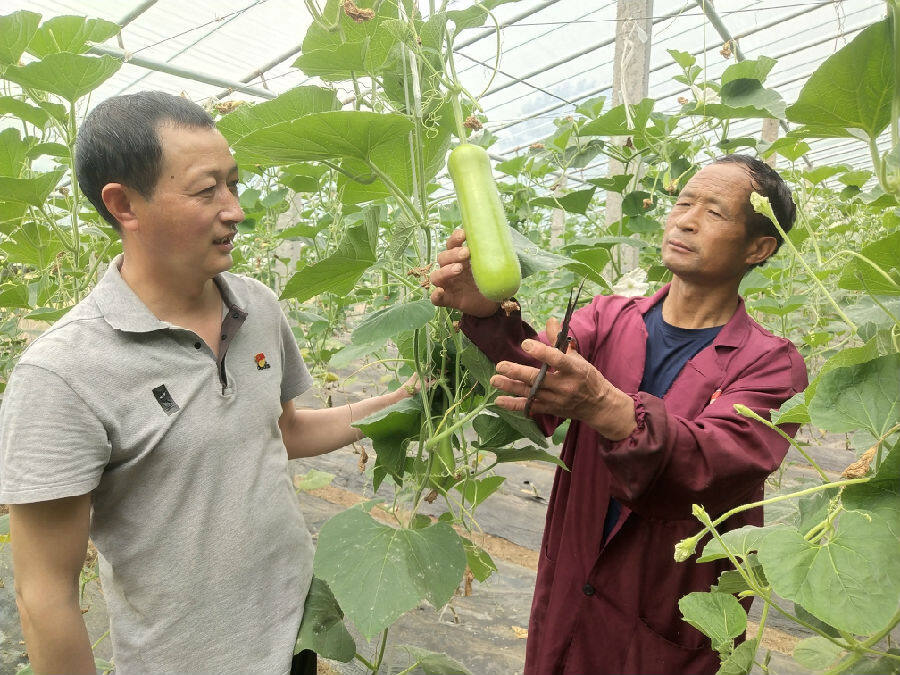 "俺村成立了1个'盈康'农民种植专业合作社,通过采取"合作社 党员干部