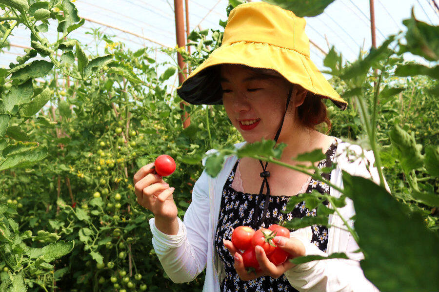 摄)6月14日,走进博湖县本布图镇再格森诺尔村圣女果种植基地,一颗颗