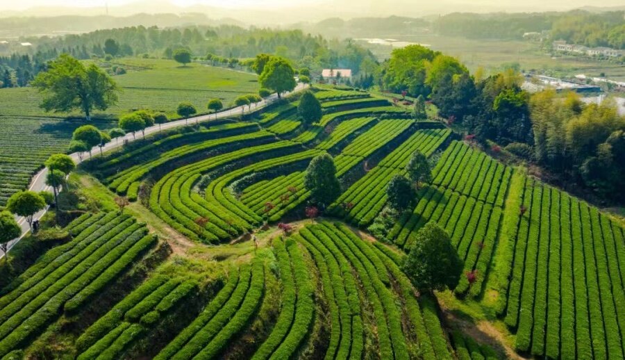 长沙绿茶核心茶园基地—金井茶园(饶佩 摄)