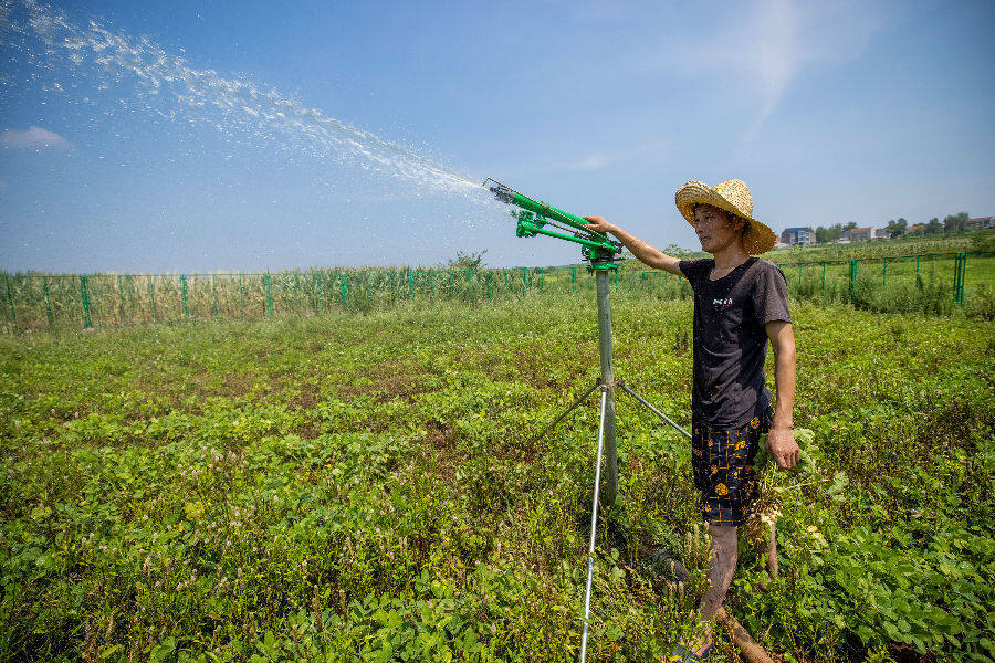 图为农业种植大户刘海峰在田间抽水抗旱(张沛 摄)