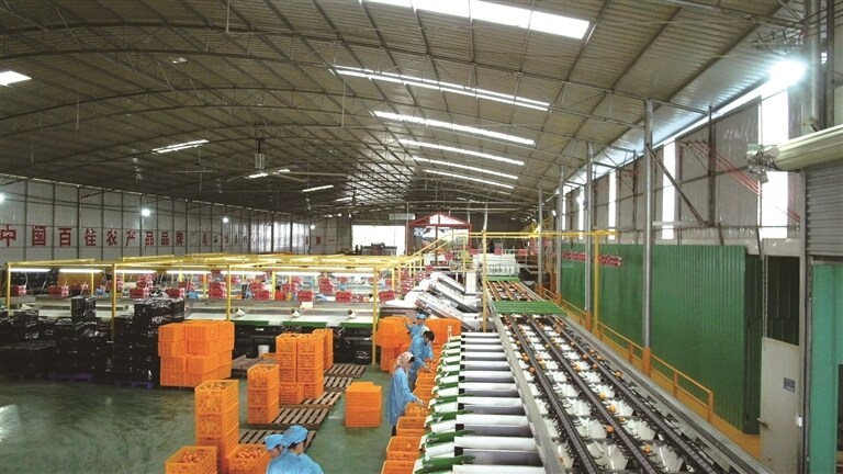 广西桂洁农业开发有限公司水果采后商品化处里生产线