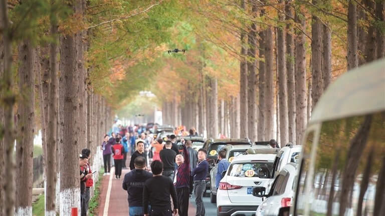 11月11日，安徽省自驾游车队在全椒县十里长杉景点游玩。通讯员 沈果摄
