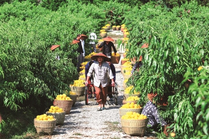 炎陵黄桃丰收 通讯员 陈 楠摄 炎陵黄桃丰收 通讯员 陈 楠摄