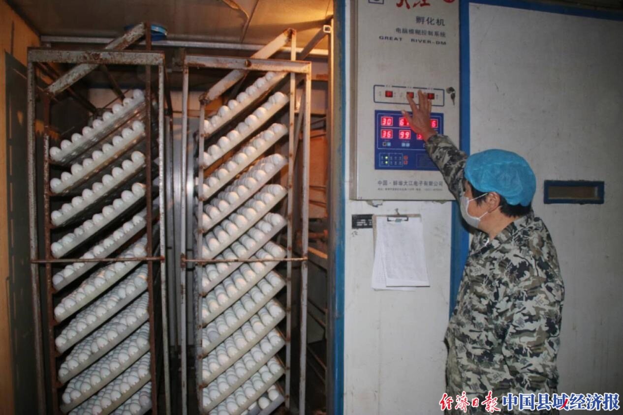 鸭蛋孵化室进行鸭苗孵化,周期为28天