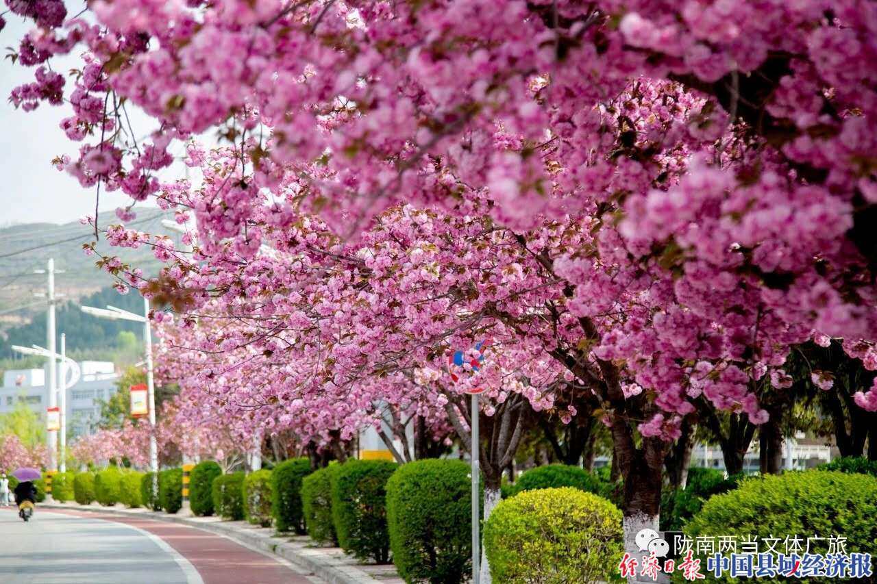 甘肃两当四月芳菲樱花盛游人如织共赏春