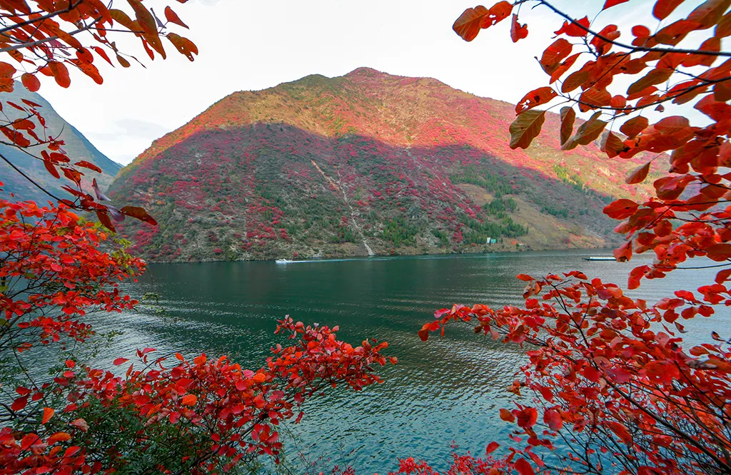 漫山遍野,層林盡染 幾十萬畝成規模的紅葉 帶來極強的視覺衝擊力 峽江