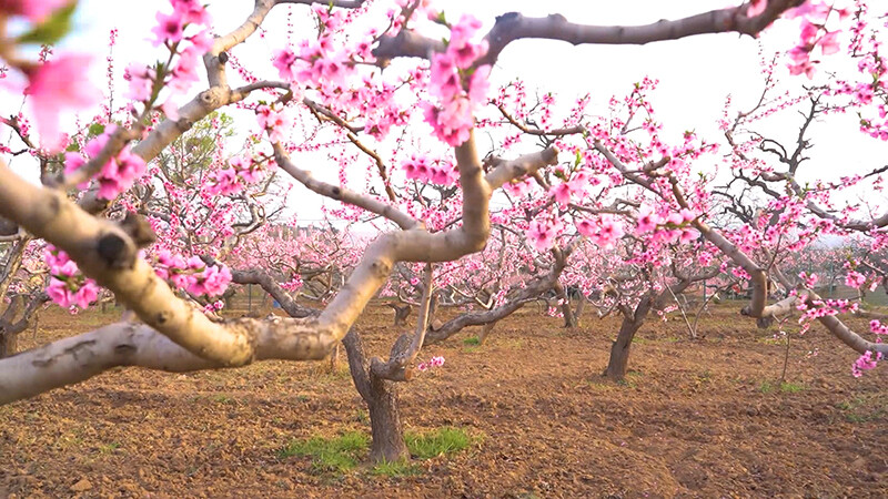 古道春风,品质安宁 第38届兰州桃花旅游节盛大启幕