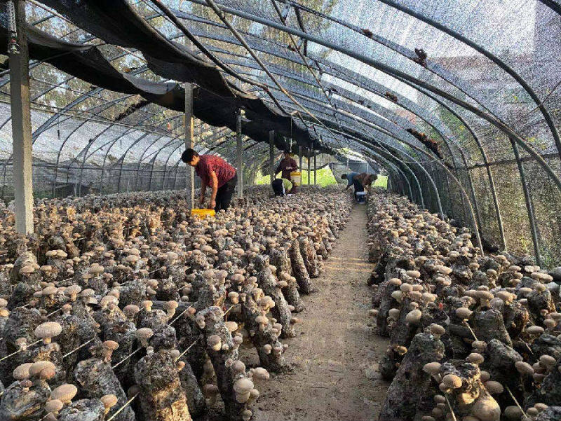 淮阳区白楼镇许楼村香菇种植基地正在采收(阮淮凤 摄)