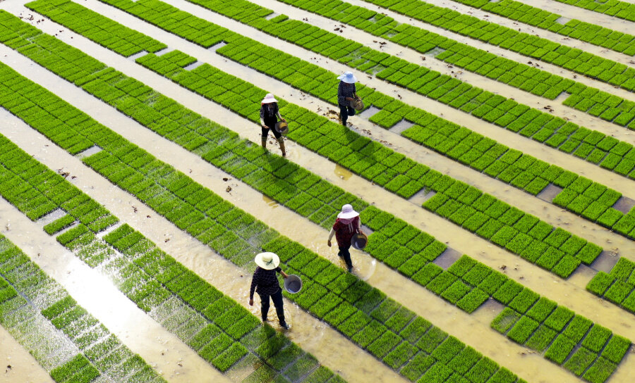 4月27日,南充市蓬安县睦坝镇虹管村,村民在给水稻秧苗施肥. 刘永红 摄
