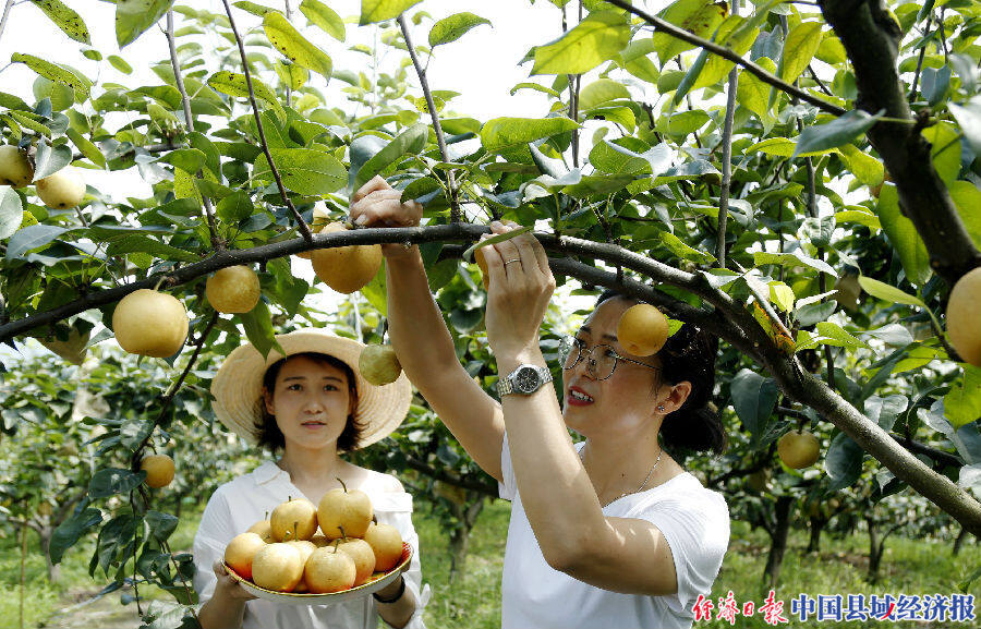 四川纳溪政协委员带头种梨助力脱贫