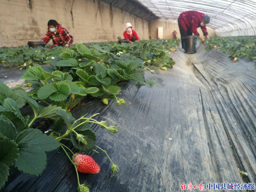 江蘇灌雲伊山鎮:打好疫情防控和農業生產