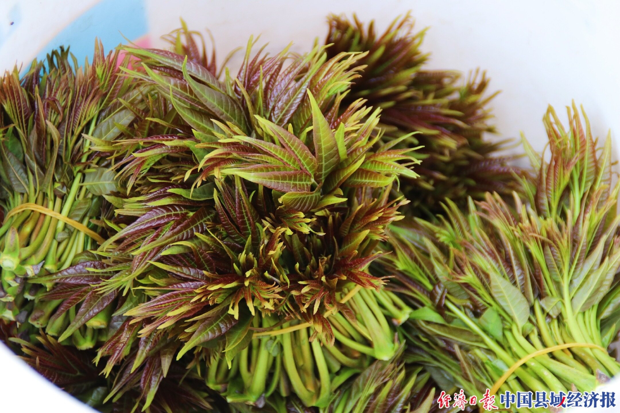 安徽肥西铭传乡:小香椿"点亮"脱贫致富新希望