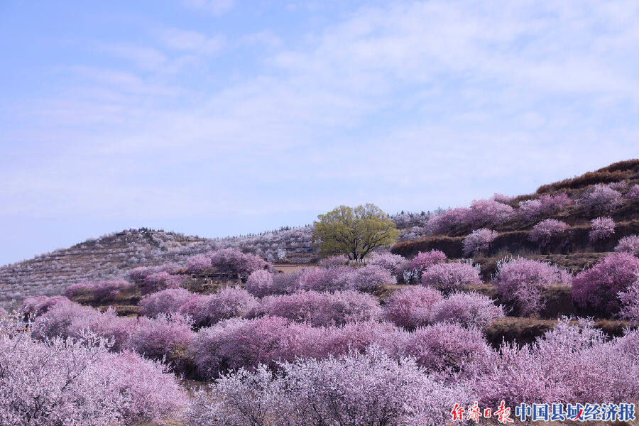 4月3日,由宁夏回族自治区固原市人民政府,宁夏文化和旅游厅主办,彭阳