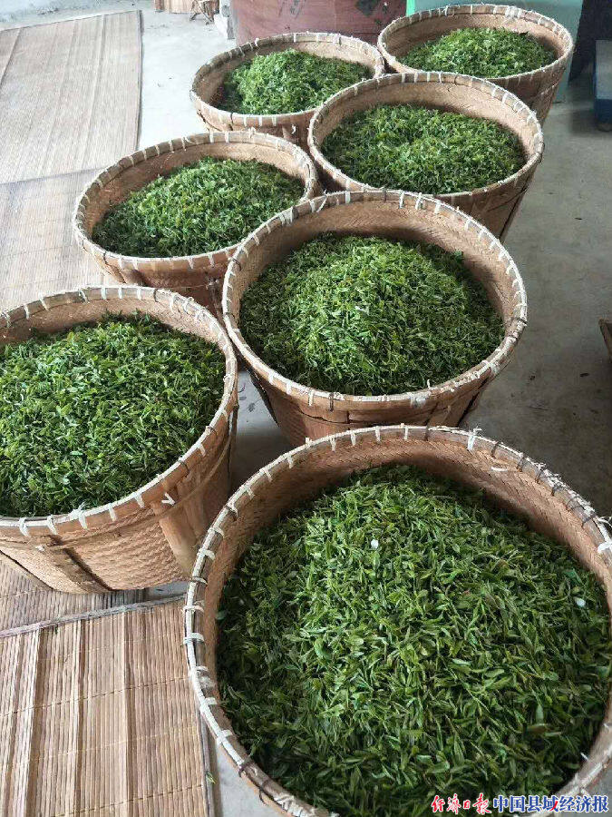 河南内乡岞曲镇小茶叶拓宽农民脱贫增收新路径