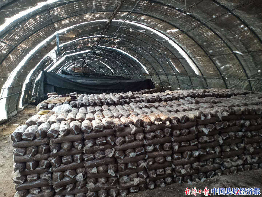 小蘑菇"菇"舞人心