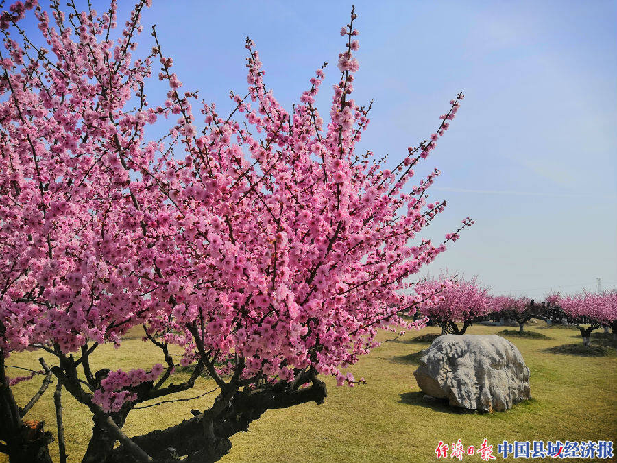 灌云伊芦山梅园图片