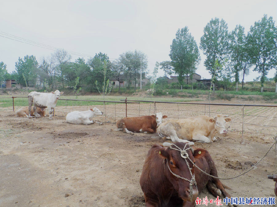 河南南召县太山庙乡:老兵马付建和他的黄牛兵团