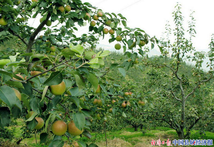 河南内乡县余关镇:林果产业带来生态颜值高
