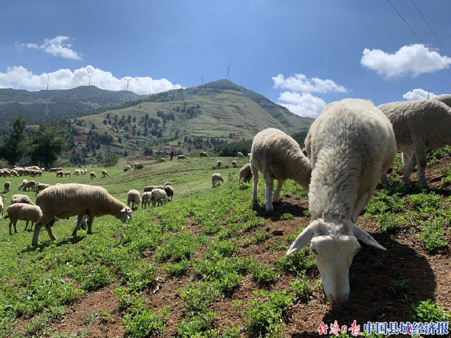 记者随县农业农村局技术人员到四川省凉山州会东县旺兴半细毛羊养殖场
