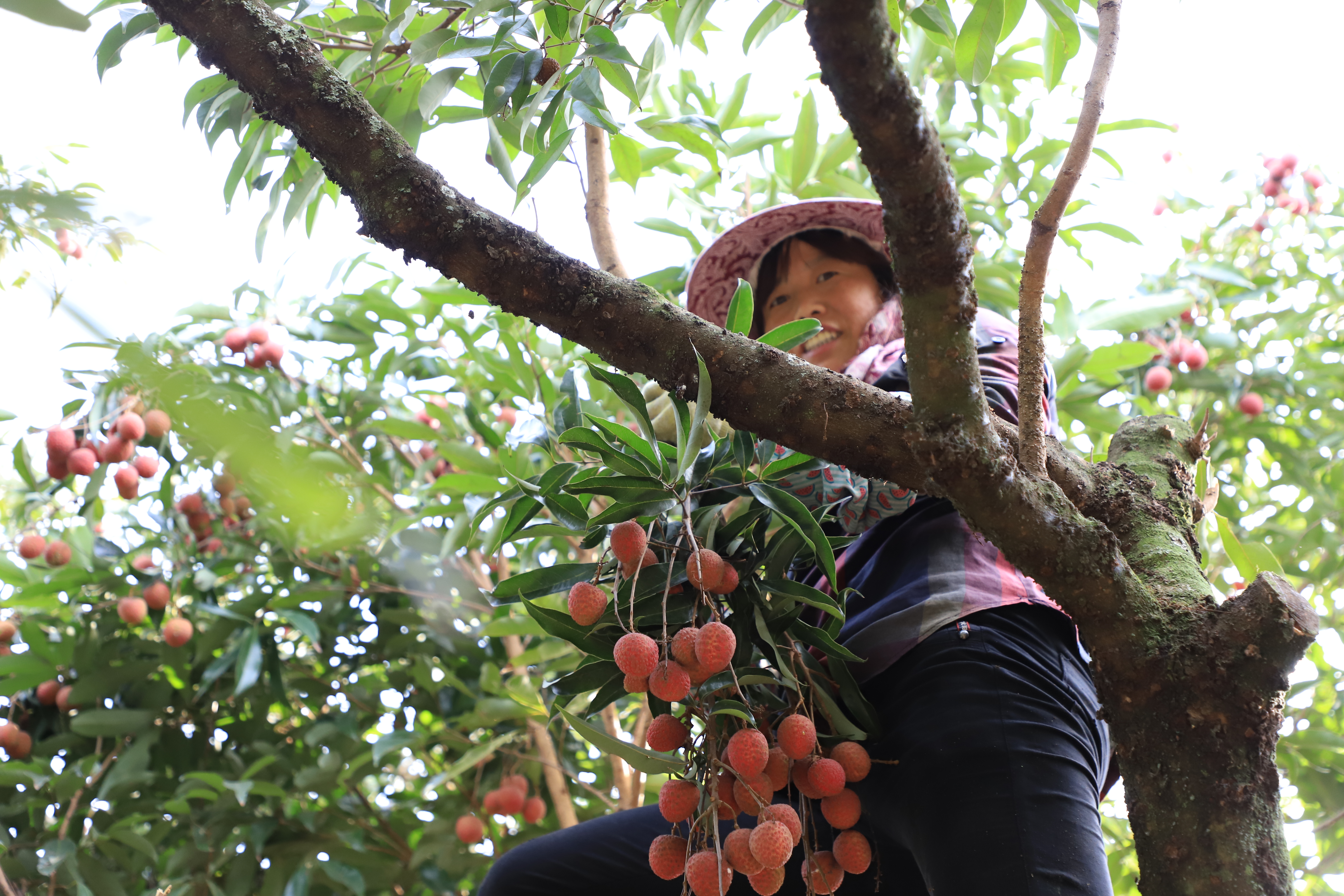 福建漳浦:荔枝收成好 果农笑开颜