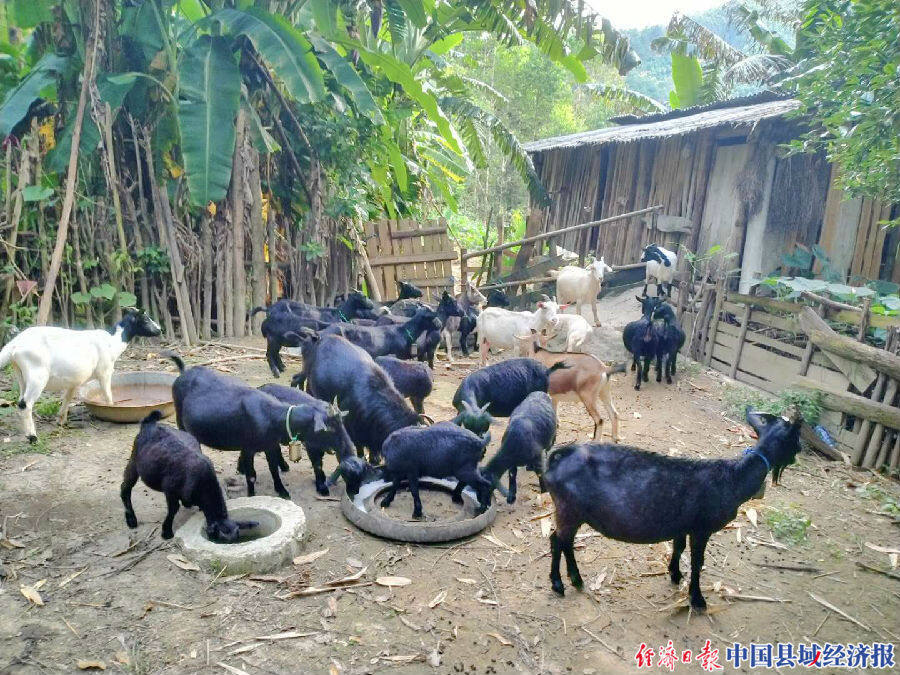 广西贺州上洞村养出了"网红"山羊