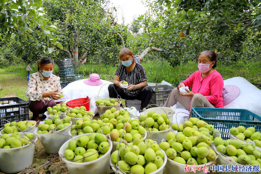 新疆阿瓦提县:林果业合作社带领村民增收致富