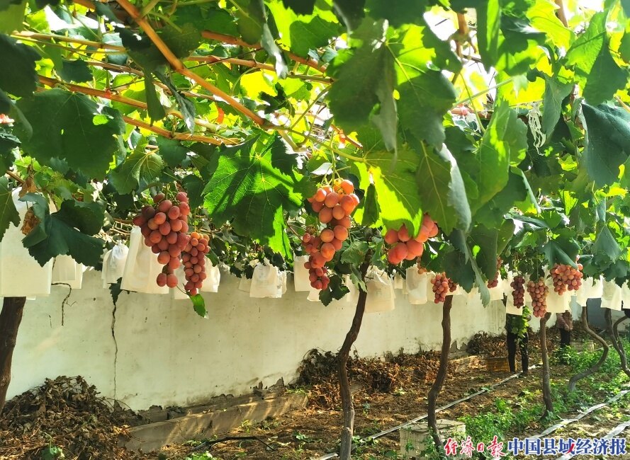 乌海市云飞葡萄园的红提葡萄熟了.